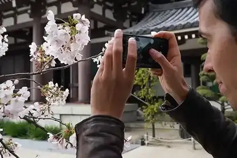 Kyushu Cherry Blossom Tour 2026