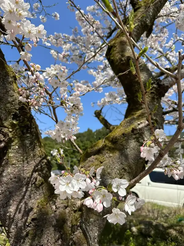 Kyushu Cherry Blossom Tour 2026