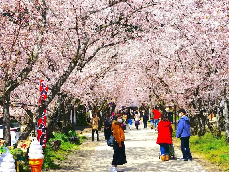 Crowds gathered at a local park in Kyushu to witness blooming Cherry Blossoms