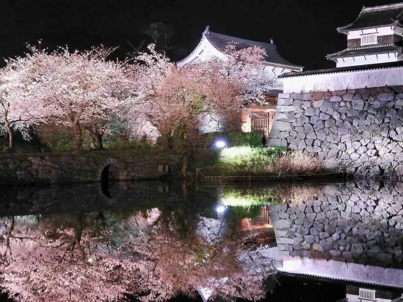 Illuminated cherry blossom blooms at night in Fukuoka City
