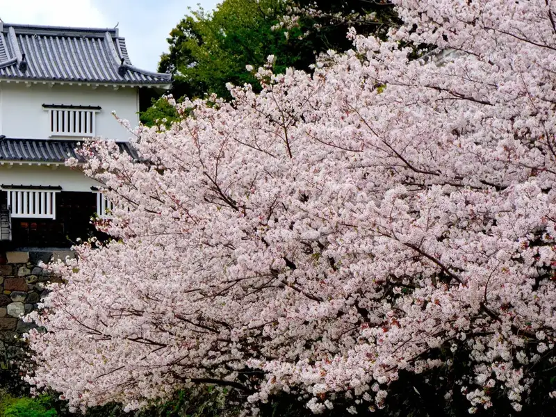 Bright pink cherry blossom bloom in Kyushu
