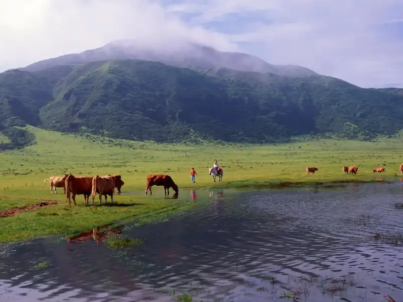 Cows and horses grazing in a green field beneath Mt. Aso