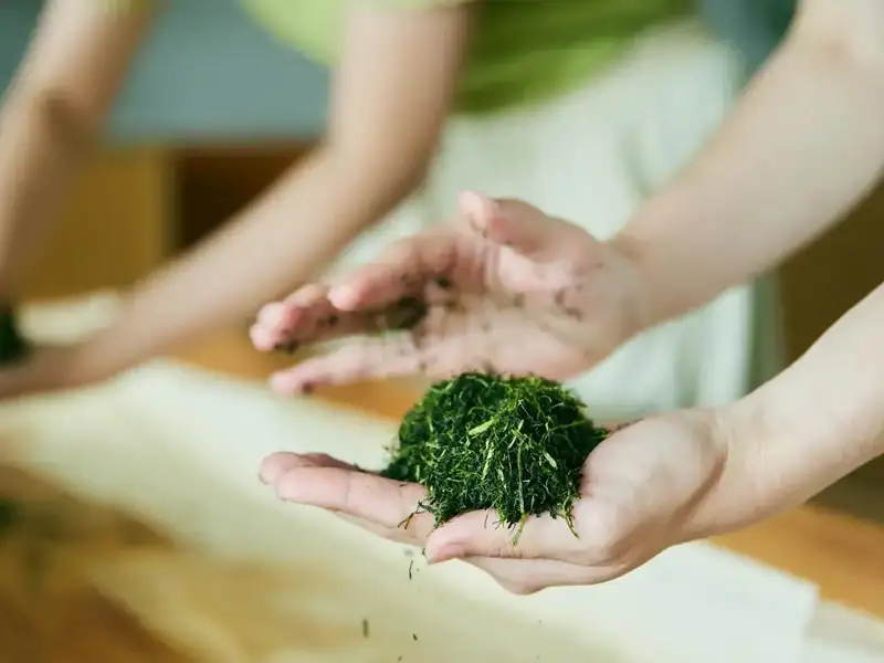 A person preparing fresh green tea leaves by hand