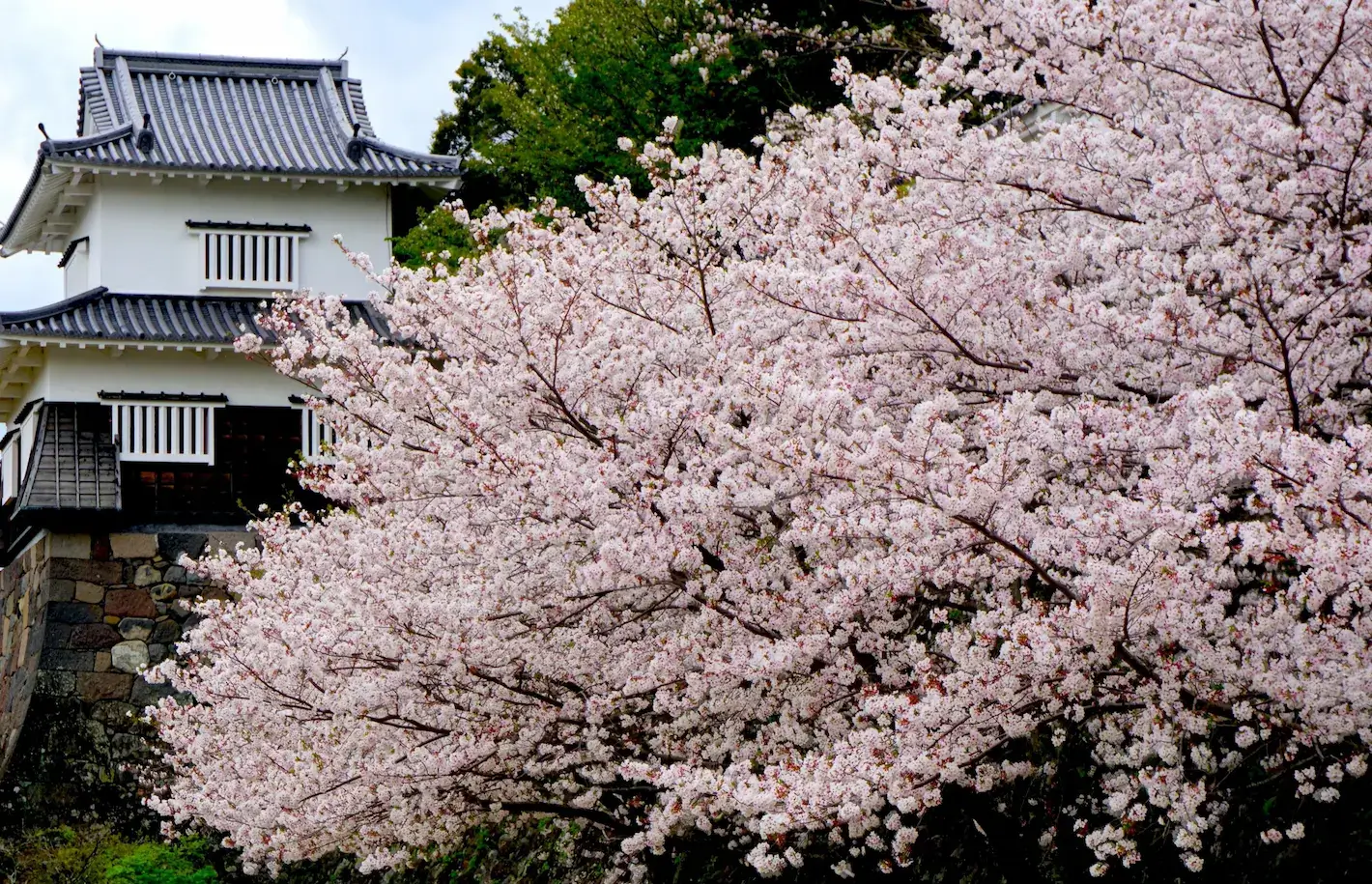 Bright pink cherry blossom bloom in Kyushu