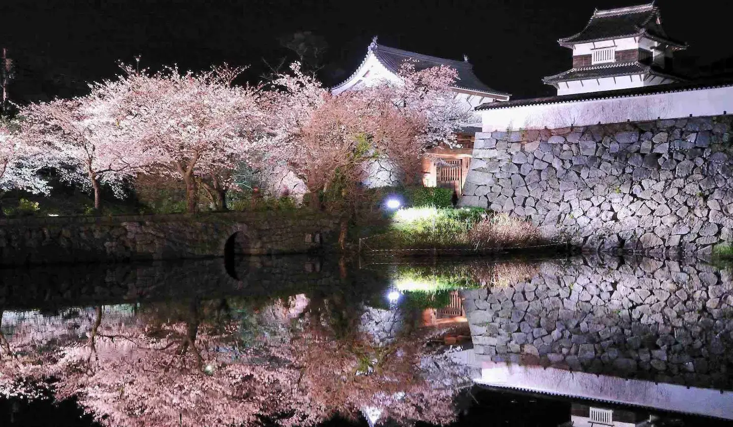 Illuminated cherry blossom blooms at night in Fukuoka City