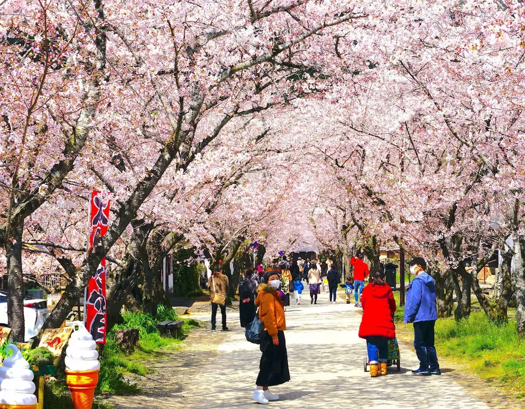 Crowds gathered at a local park in Kyushu to witness blooming Cherry Blossoms