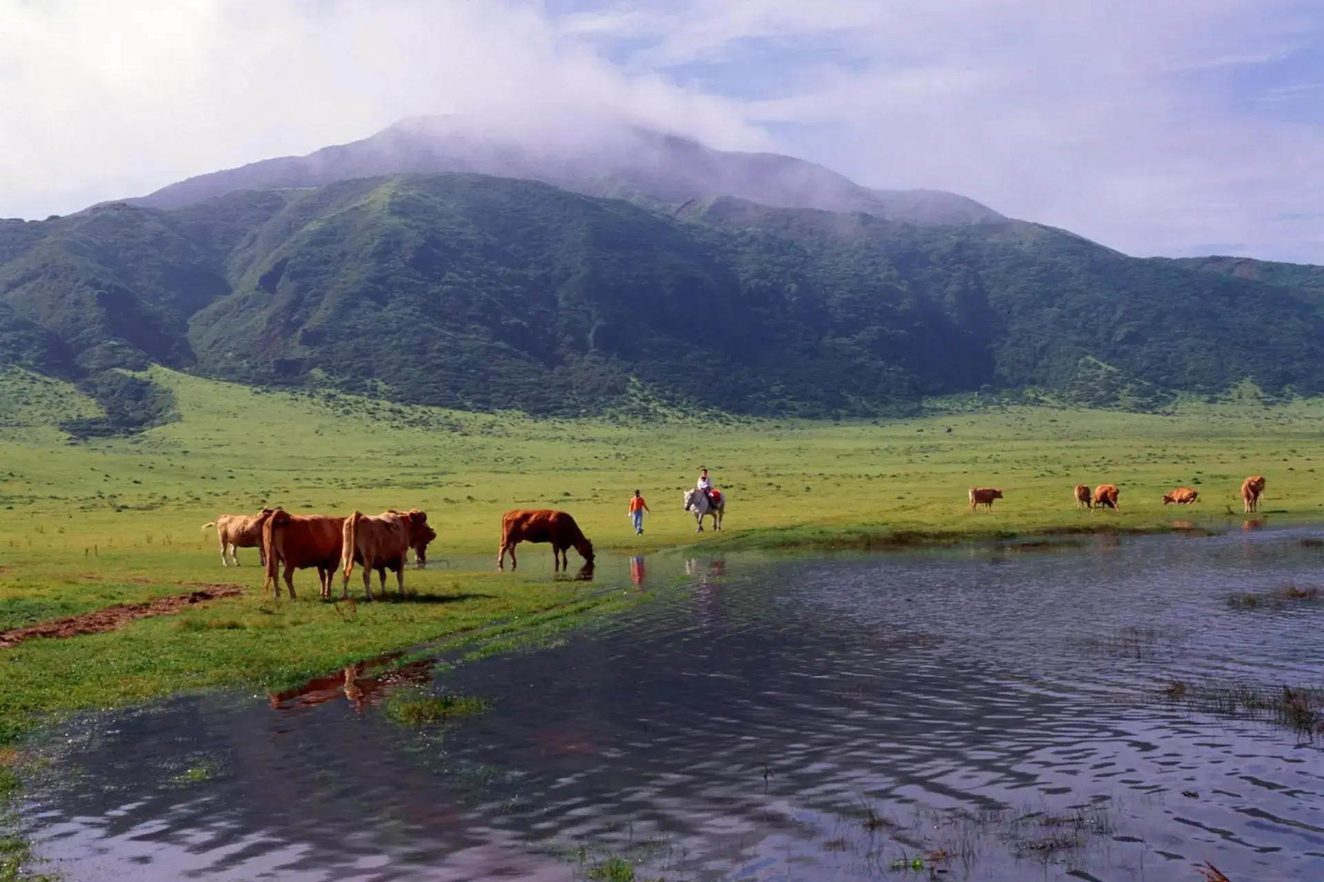 Cows and horses grazing in a green field beneath Mt. Aso